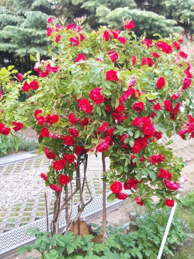 Und Rosi *